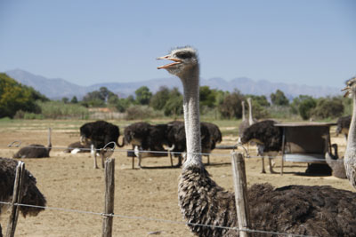 Ostrich