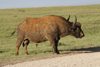 water Buffalo