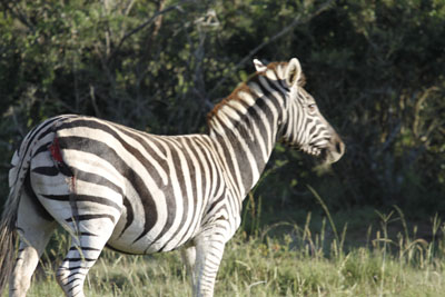 wounded Zebra