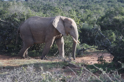 elephant