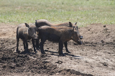 wart hogs