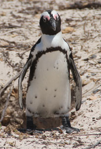 penguin