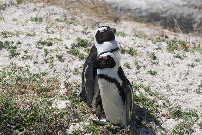 penguins