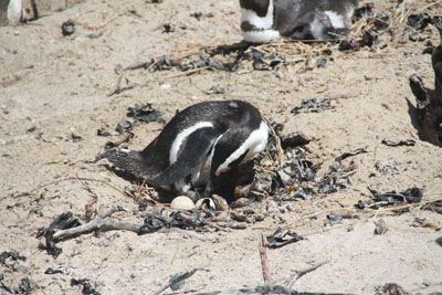 penguin on nestr
