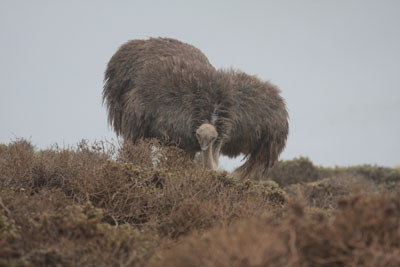 ostrich