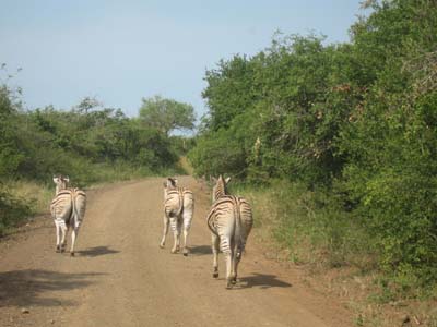 zebras running away