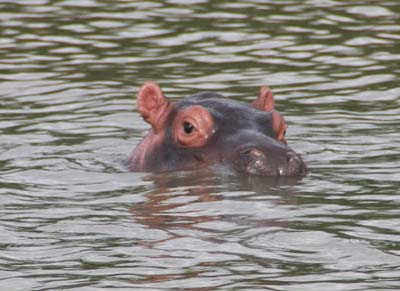 hippo