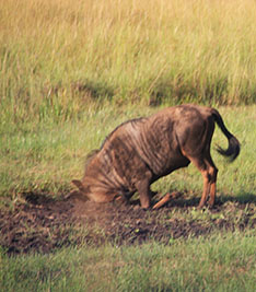 Water Buffalo