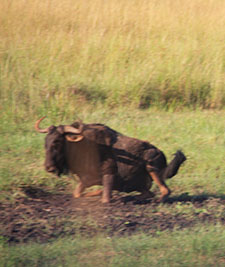 water Buffalo