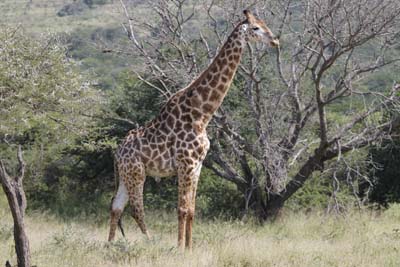 Giraffe