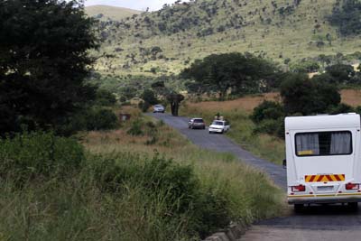 elephant on Road