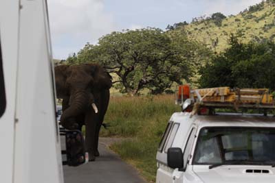 Elephant Encounter