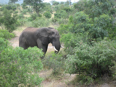 elephant