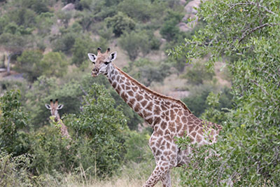 giraffe