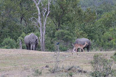 Rhino/Impala