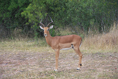 Impala