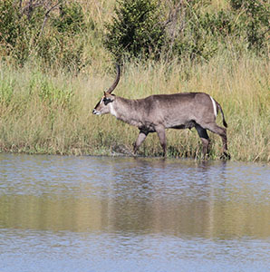 antelope