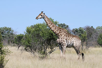 giraffe