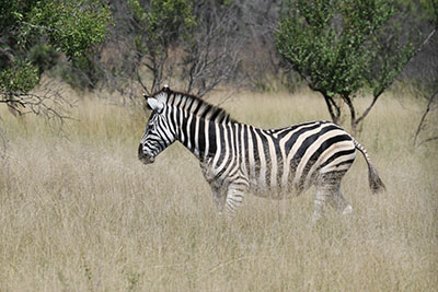 zebra