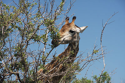 giraffe