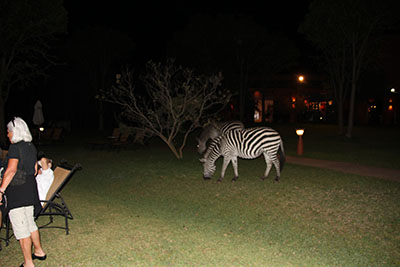 debby ignoring zebra