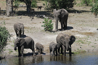 elephants