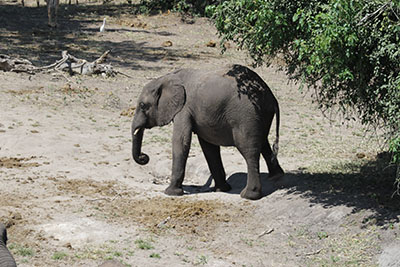 young elephant