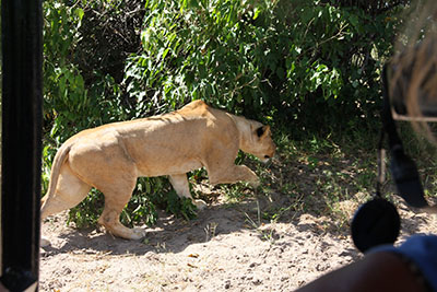 stalking lioness