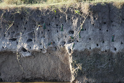 birds nesting in the shore