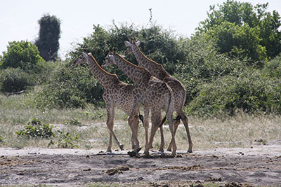 giraffes