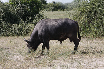 water buffallo